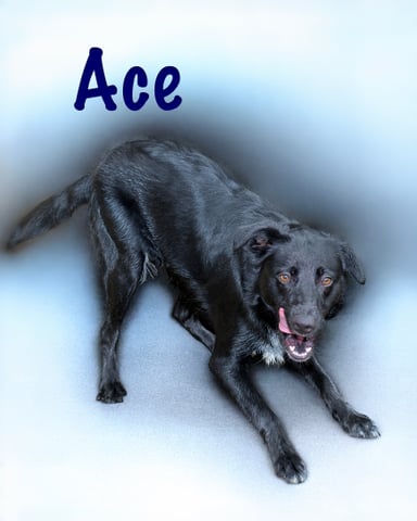 Ace | Australian Shepherd | Dog