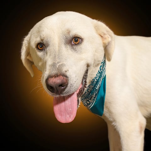 DUFFEY, a Labrador Retriever