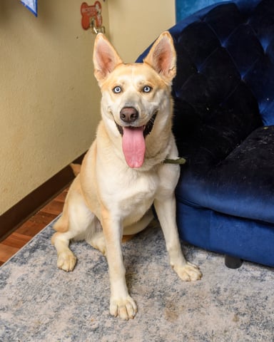 Nacona | Husky | Dog