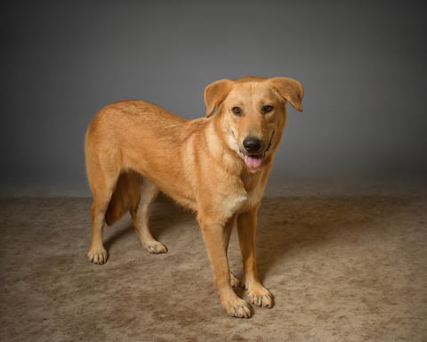 DOLLY, a Labrador Retriever