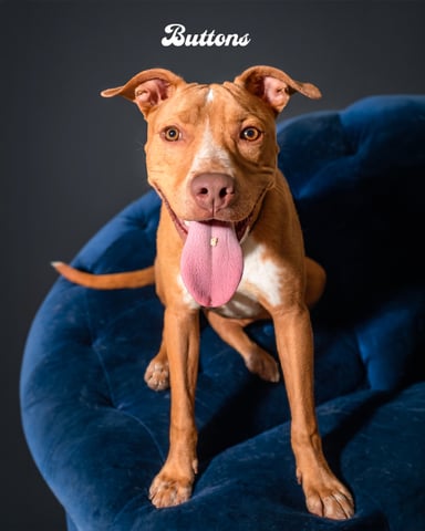 BUTTONS, a Pit Bull