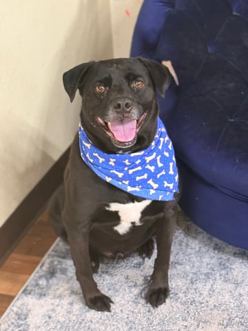 Talos | Pit Bull | Dog