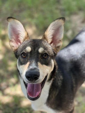 WREX, a Husky