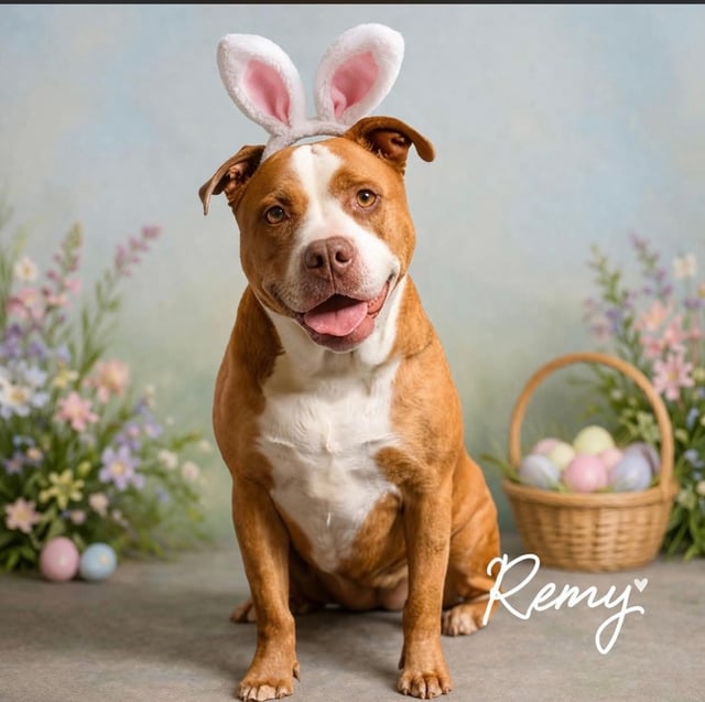 Remy | Pit Bull | Dog