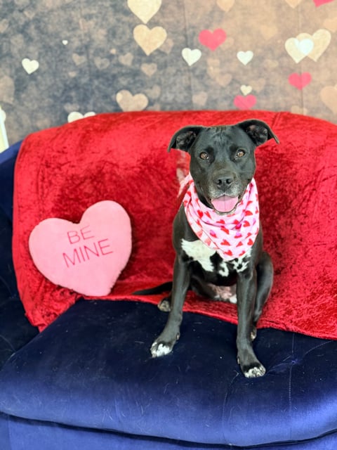 Kayla | Pit Bull | Dog