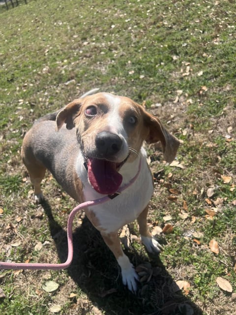 Kelly | Catahoula Leopard Dog | Dog