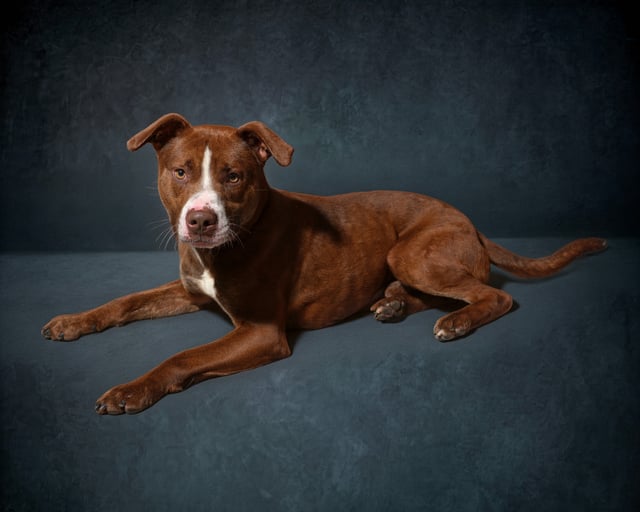 Rugby | Pit Bull | Dog