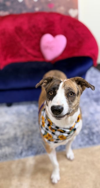 Sandy | Catahoula Leopard Dog | Dog