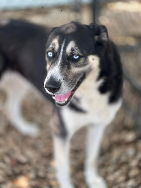 Nova | Shepherd | Dog