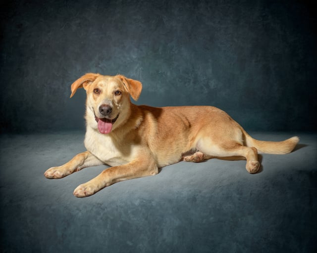Tokina | Labrador Retriever | Dog  