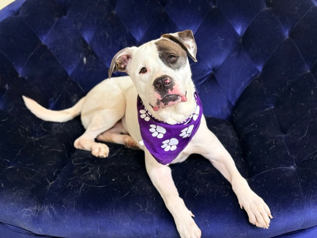 TYSON, a Pit Bull