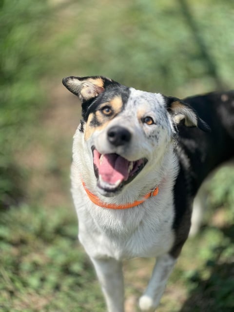 Snoop | Australian Cattle Dog | Dog