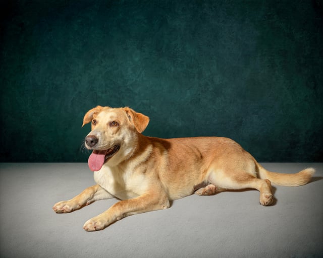 dog