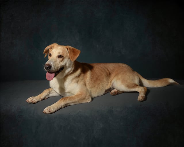 dog