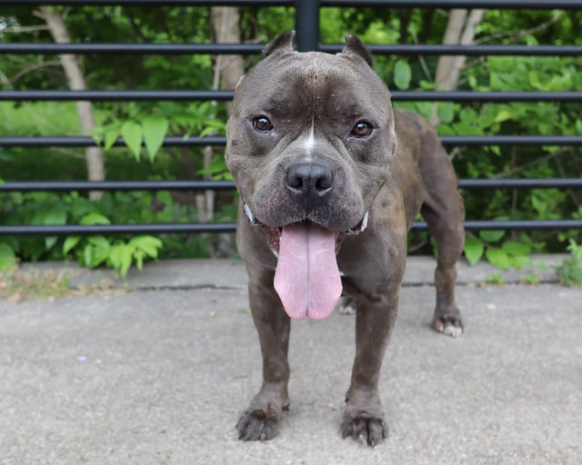 SHELDON, a Cane Corso