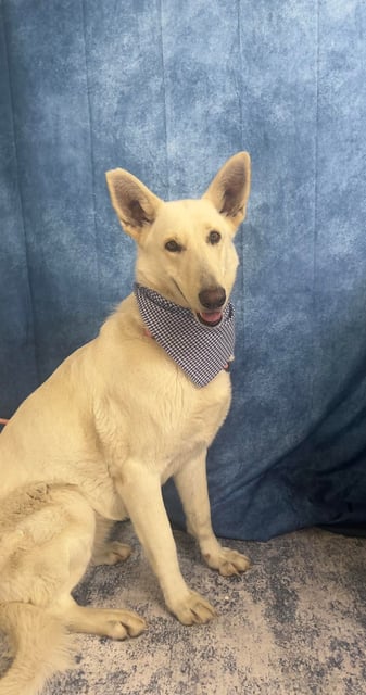 Spice | Shepherd | Dog