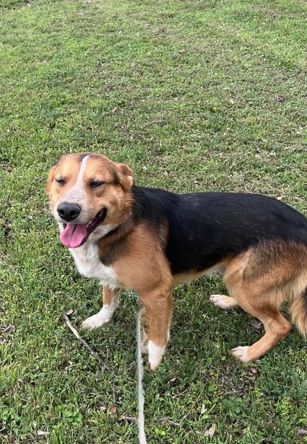 BINGO, a Shepherd