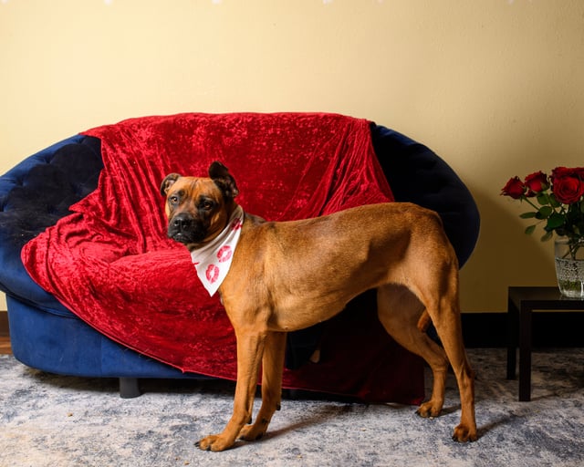 Ruby | Shepherd | Dog