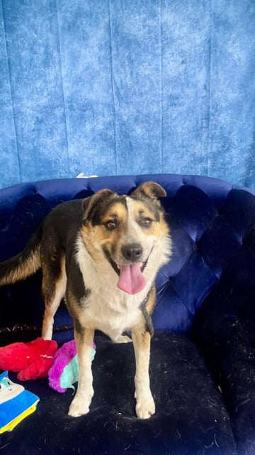 Johnny Cash | Australian Cattle Dog | Dog