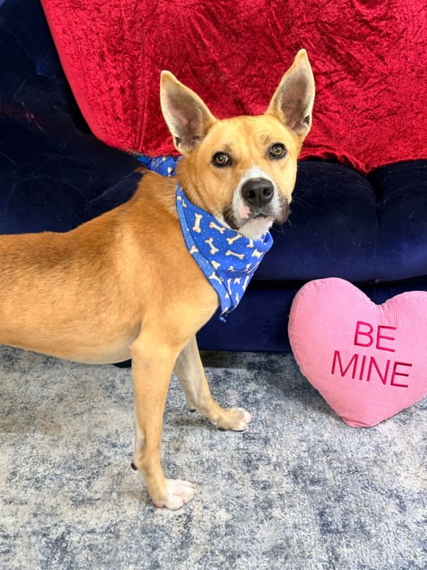 Ken | Shepherd | Dog