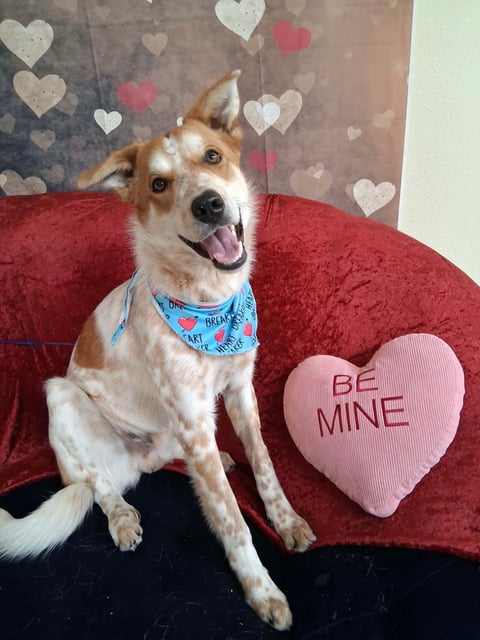 Handsome | Australian Cattle Dog | Dog