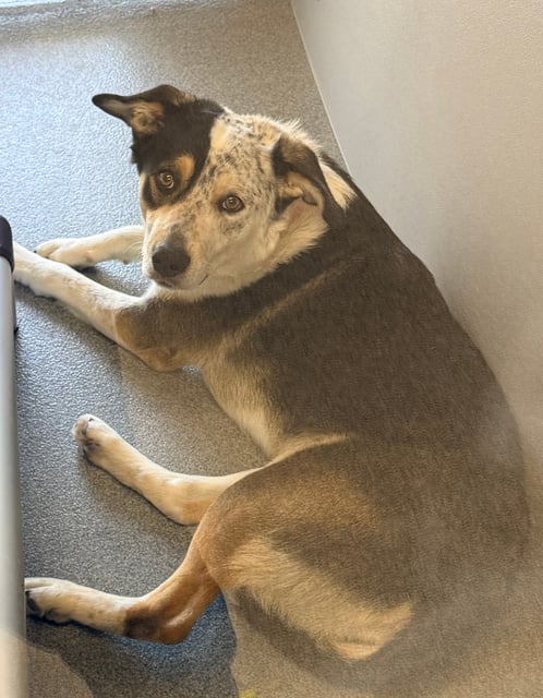 dog