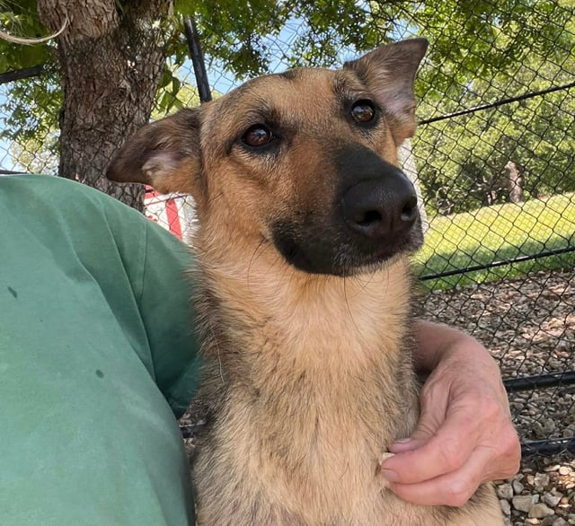 CRUELLA, a German Shepherd