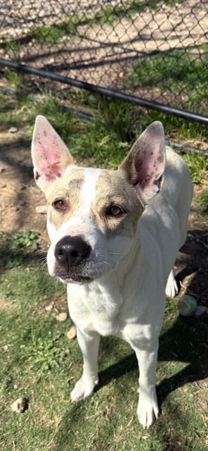 dog
