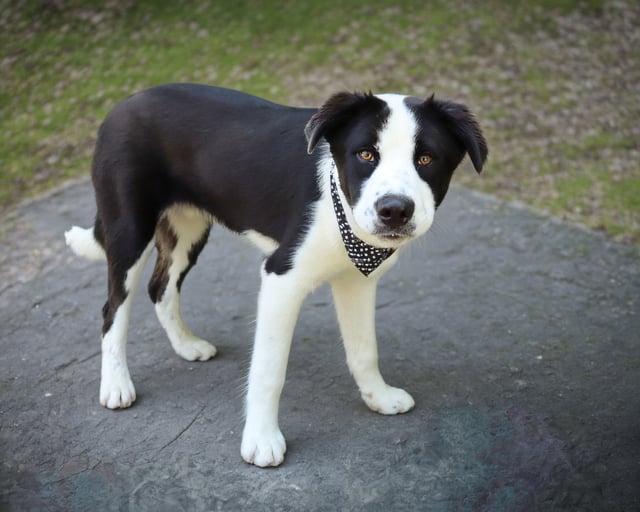 dog