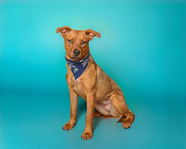 Santanna | Shepherd | Dog