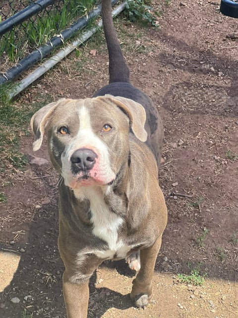 dog