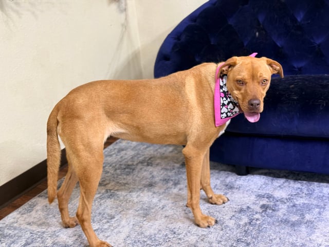 Cherry | Mixed Breed | Dog