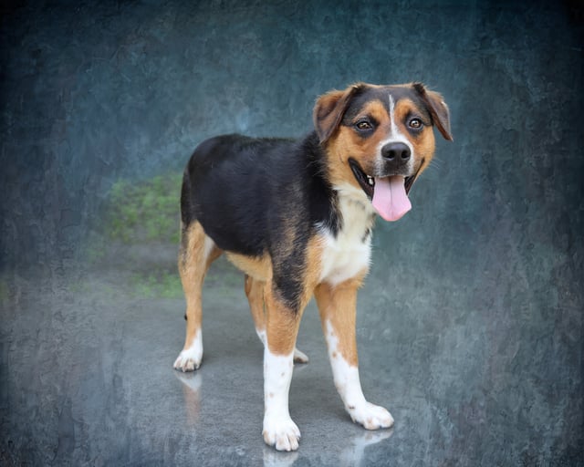 Chasen | Shepherd | Dog  