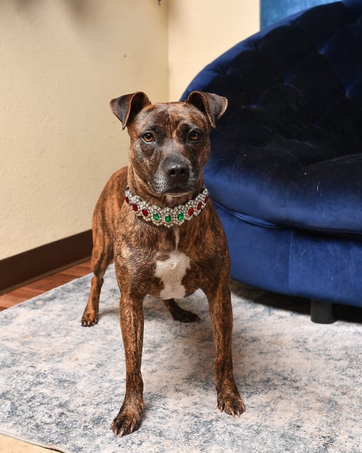 Penny | Pit Bull | Dog