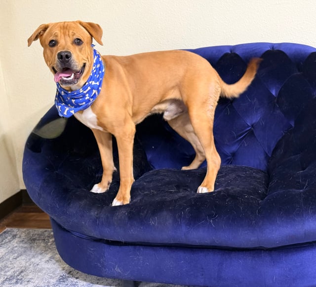 Buckeye | Pit Bull | Dog