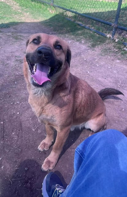 dog