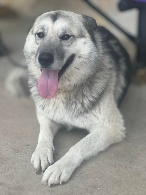 Mulani | Shepherd | Dog