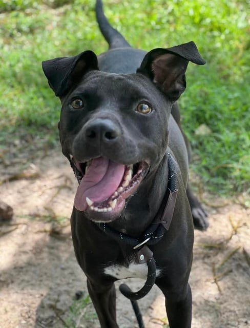 HAZEL, a Pit Bull
