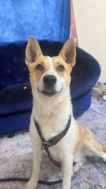 Tanner | Australian Cattle Dog | Dog