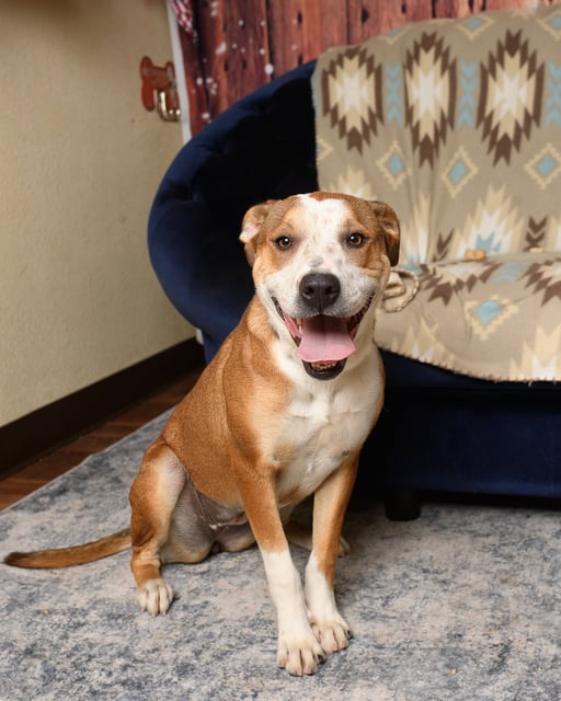 Sy Fy | Pit Bull | Dog