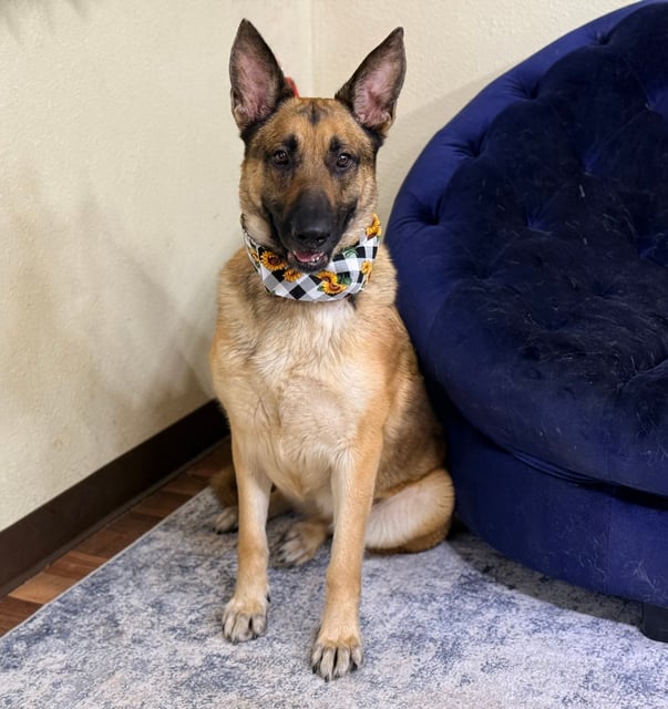 Red | German Shepherd | Dog  