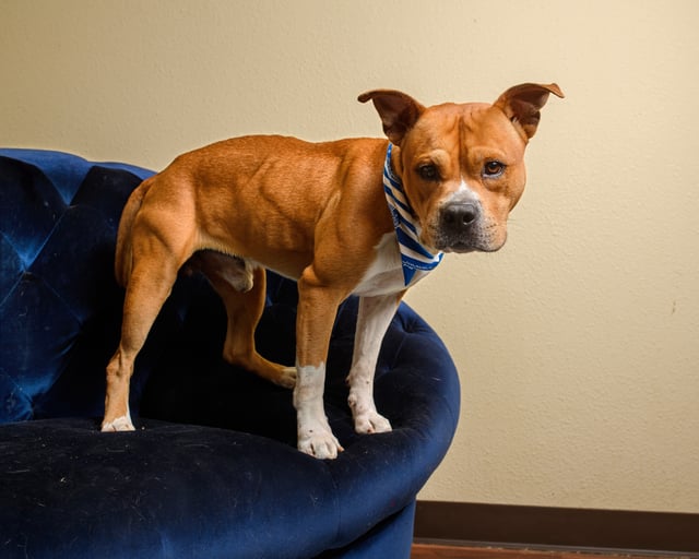 dog