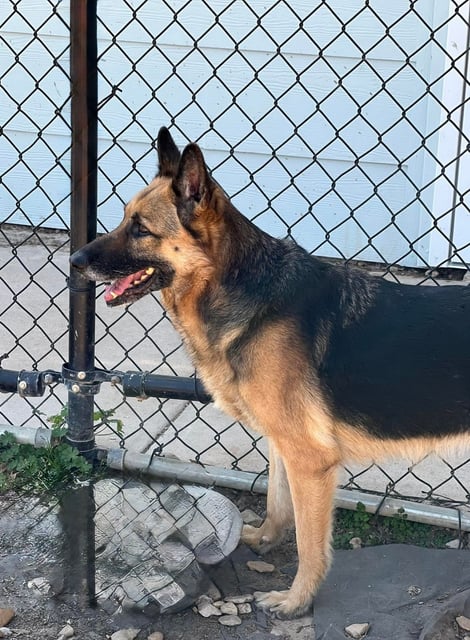 Molly | German Shepherd | Dog