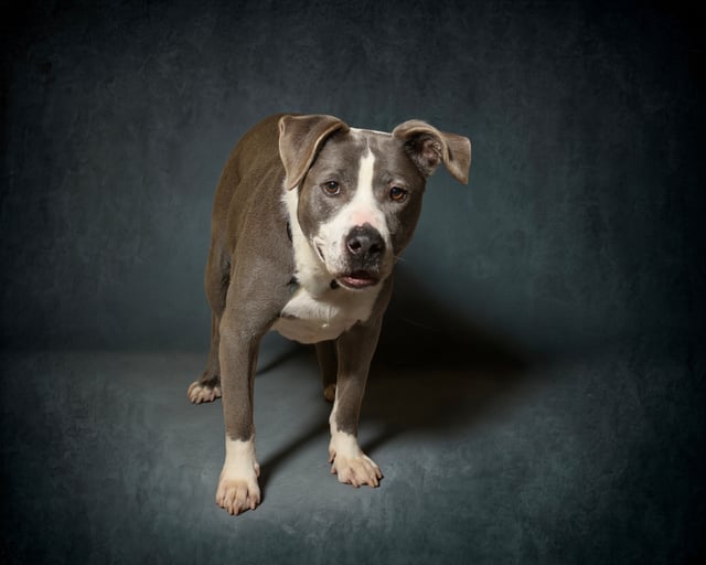 Gracie | Pit Bull | Dog  