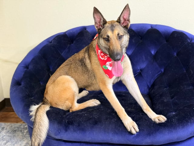 Riot | German Shepherd | Dog