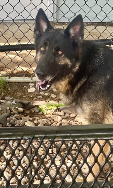 Tidus | German Shepherd | Dog
