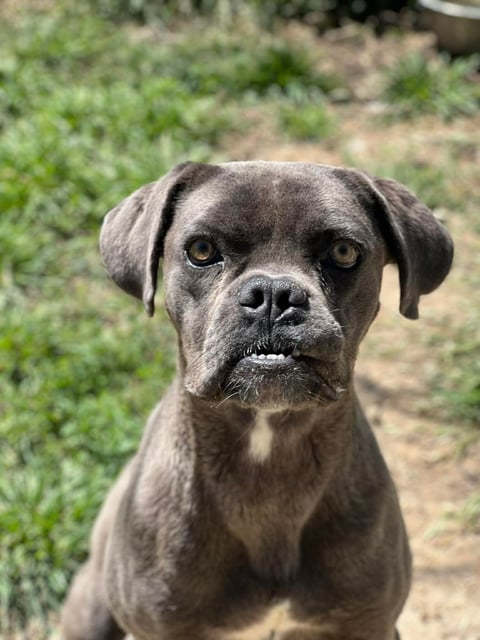 Squishy | Bulldog | Dog  