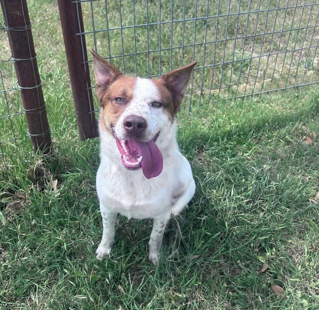 Jax | Australian Cattle Dog | Dog
