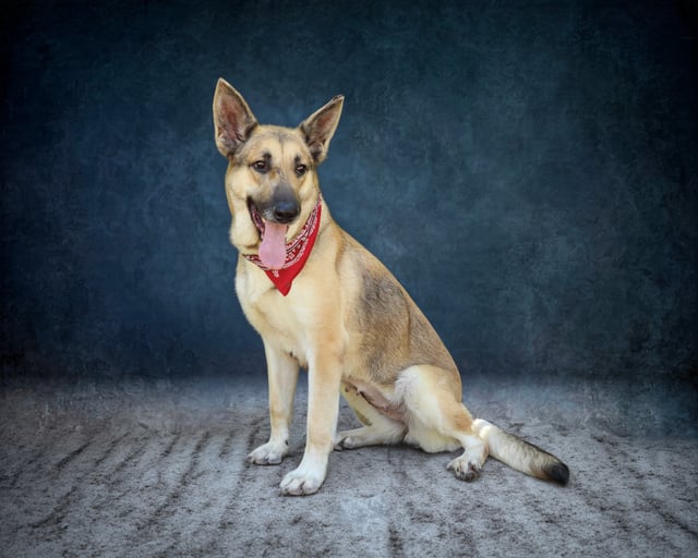 Bitty Betty | German Shepherd | Dog  