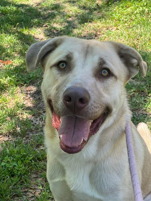 Pluto | Great Pyrenees | Dog